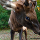 Illustration for article titled This is what its like to get bullied by an elk
